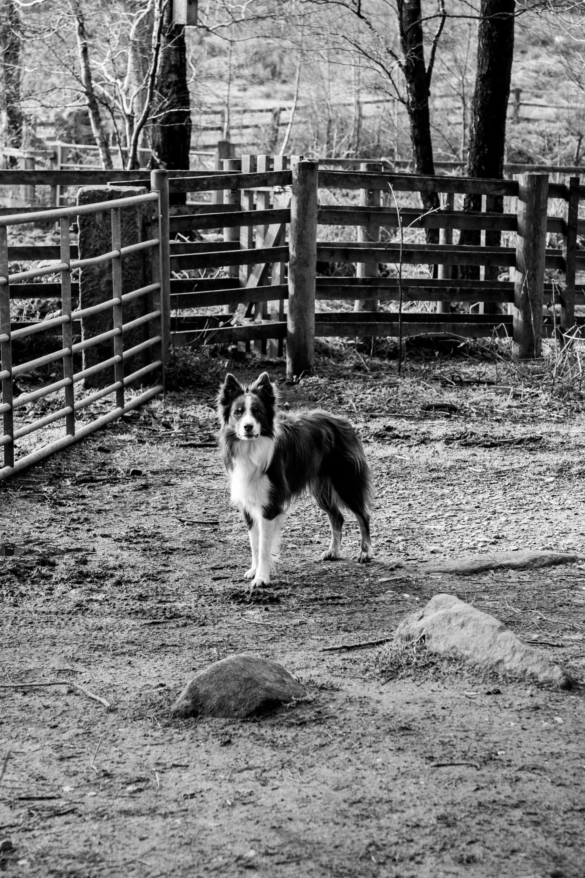 Home Page Background